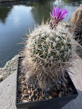 Preview: Stenocactus lloydii